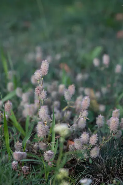 Fluffy Kwiatostany Oldfield Koniczyny Lub Trifolium Arvense — Zdjęcie stockowe