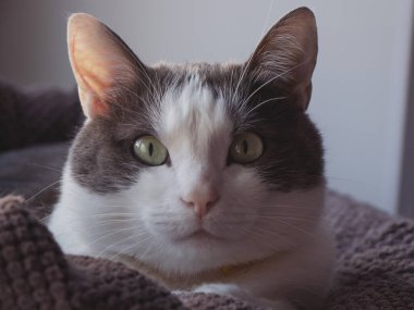 Şirin kedi. Bir kedinin ağızlık yakın çekim