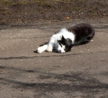 Komik kedi bahar güneşinin tadını çıkarıyor.