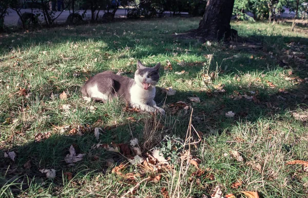 Gato Engraçado Está Bocejando — Fotografia de Stock