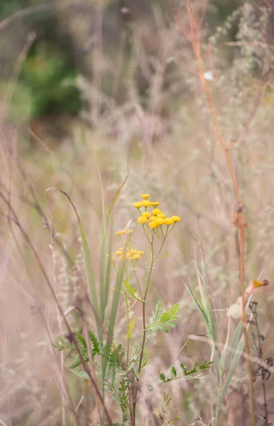 Kuru otların arasında Tansy çiçeği