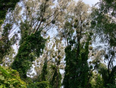Ağaçlar, ormandaki yeşil sarmaşık çalılıklarındadır.