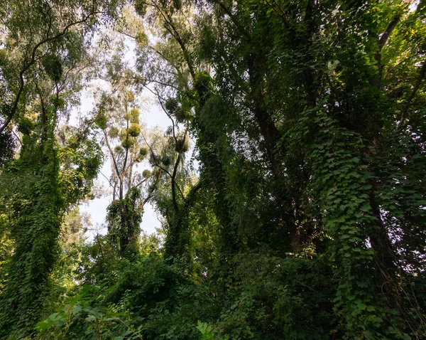 Bomen Zijn Groene Klimop Klimop Struiken Het Bos — Stockfoto