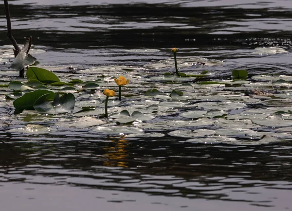 水面上树叶间的黄花百合花 — 图库照片