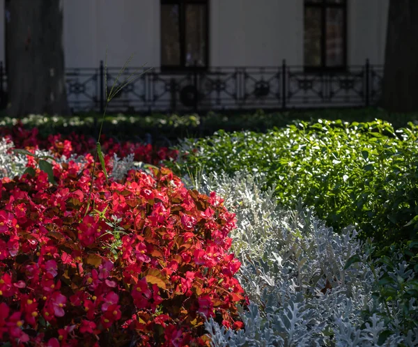 Colorful Flower Bed Summer Day — Stock Photo, Image