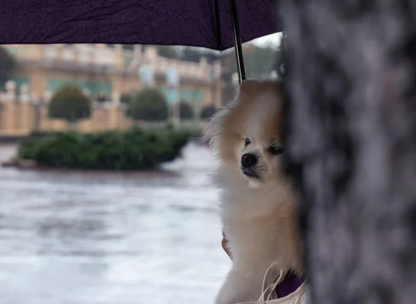 Pomeranian Umbrella Rainy Weather — Stock Photo, Image