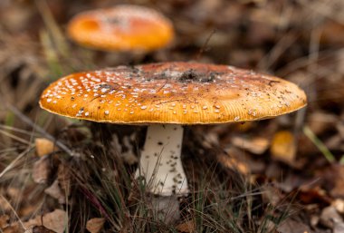 Sinek agariğine yakın çekim