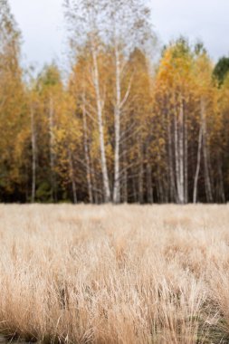 Ormanda sonbahar manzarası