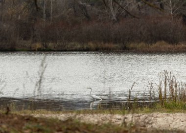 The great egret on the river bank