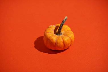 Parlak kırmızı bir yüzey üzerinde küçük bir portakal kabağı