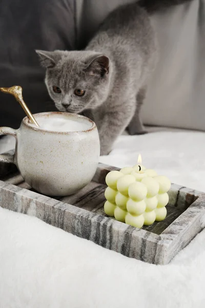 Home Decoration Grey Kitten Smelling Mug Milk Cappuccino Bubble Candle — Φωτογραφία Αρχείου