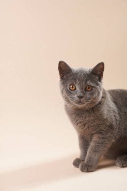 Genç bir İngiliz kısa saçlı kedi. Gri bir kedi bej renkli arka planda kameraya bakıyor.