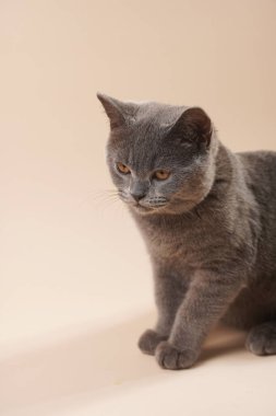Genç bir İngiliz kısa saçlı kedi- bej renkli arka planla ilgilenmeyen gri bir kedi yavrusu