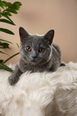 Genç bir İngiliz kısa saçlı kedi. Gri bir kedi kameraya bakıyor ve beyaz bir kürk yüzeyinde oturuyor. Ve bej arka planda bir zamioculcas bitkisi.