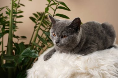 Genç bir İngiliz kısa saçlı kedisi - beyaz bir kürkün üzerinde yatan gri bir kedi yavrusu ve bej arka planda bir zamioculcas bitkisi