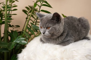 Genç bir İngiliz kısa saçlı kedi- beyaz bir kürk yüzeyinde oturan gri bir kedi yavrusu ve bej arka planda bir zamioculcas bitkisi