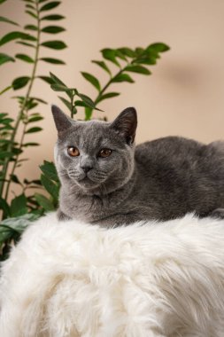 Genç bir İngiliz kısa saçlı kedi- beyaz bir kürk yüzeyinde oturan gri bir kedi yavrusu ve bej arka planda bir zamioculcas bitkisi