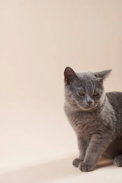 Gato Cabelo Curto Britânico Jovem Gatinho Cinza Que Parece Insatisfeito — Fotografia de Stock