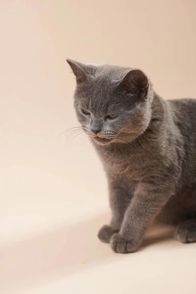 Mladý Britský Krátkosrstý Kocour Šedé Koťátko Nespokojený Béžové Barevné Pozadí — Stock fotografie