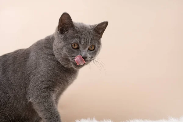Молодой Британский Короткошерстный Кот Серый Котёнок Облизывает Рот После Вкусной — стоковое фото