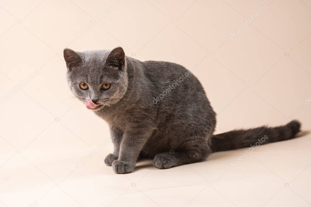 A young british short-hair cat - a grey kitten licking his mouth after a tasty meal