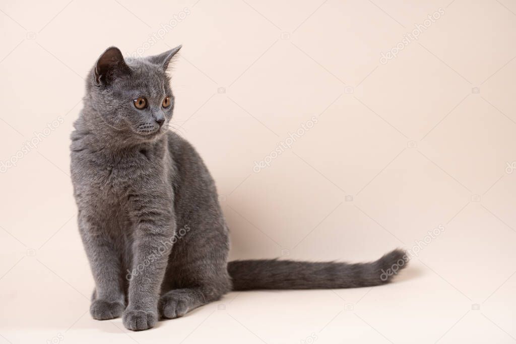 A young british short-hair cat - a grey kitten looking to the side on a beige colored background, negative space