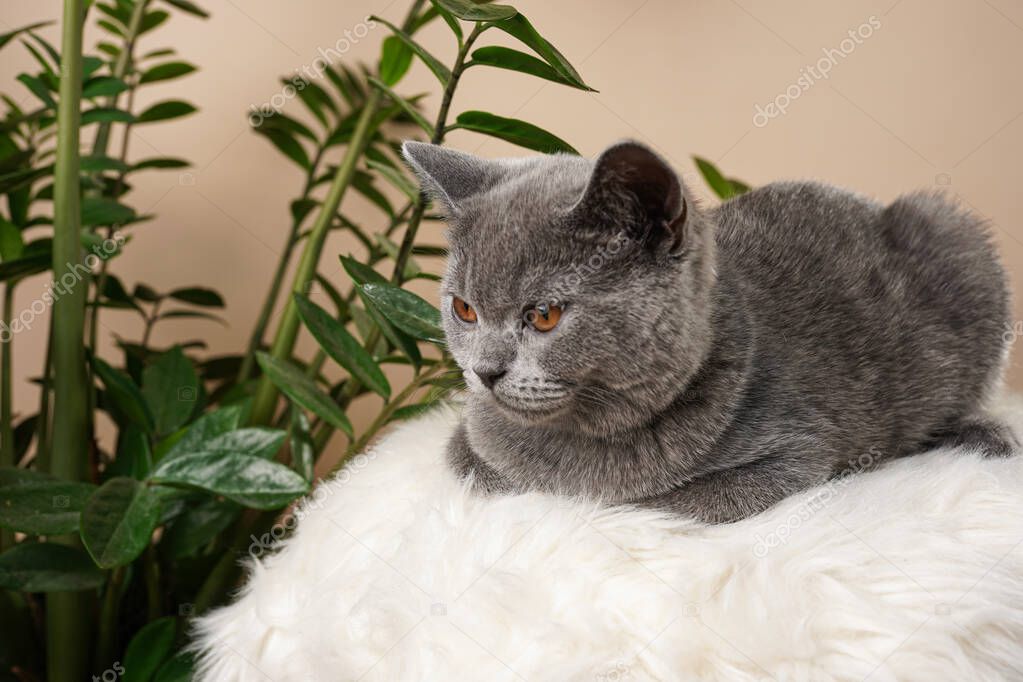 A young british short-hair cat - a grey kitten sitting on a white faux fur surface and a zamioculcas plant on a beige background