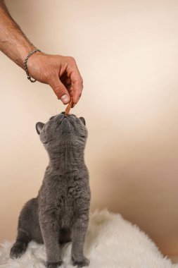 Genç İngiliz kısa saçlı kediyi besleyen erkek han bej bir arka planda beyaz sahte kürk üzerinde gri bir kedi.