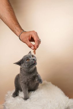 Genç İngiliz kısa saçlı kediyi besleyen erkek han bej bir arka planda beyaz sahte kürk üzerinde gri bir kedi.