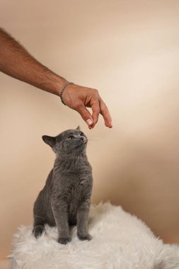 Genç İngiliz kısa saçlı kediyi besleyen erkek han bej bir arka planda beyaz sahte kürk üzerinde gri bir kedi.