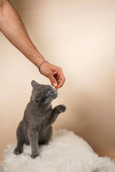 Genç Ngiliz Kısa Saçlı Kediyi Besleyen Erkek Han Bej Bir — Stok fotoğraf