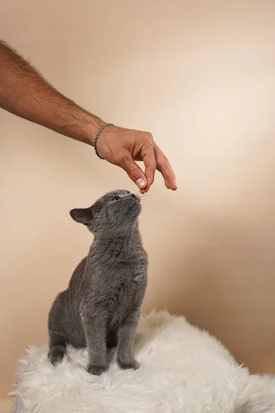Мужчина Хан Кормит Молодого Британского Короткошерстного Кота Серого Котенка Белой — стоковое фото