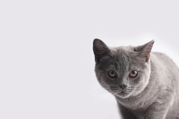 Молодой Британский Короткошерстный Кот Серый Котенок Смотрящий Камеру Белом Фоне — стоковое фото