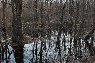 Su ormanındaki ağaçların yansıması