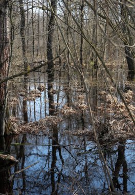 Su ormanındaki ağaçların yansıması