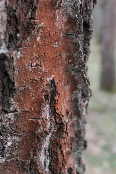 Björk Bark Textur Skog Sprin — Stockfoto