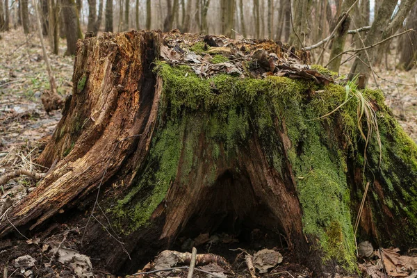 Vieux Tronc Arbre Vert Dans Forêt — Photo