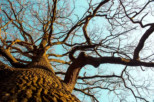 Grande Quercia Contro Cielo — Foto Stock