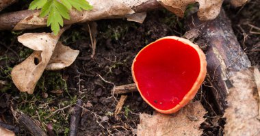 Bahar ormanında alışılmadık kırmızı mantar