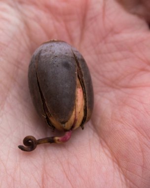 İlkbaharda ormanda böyle meşe palamudu fidanları bulabilirsin.