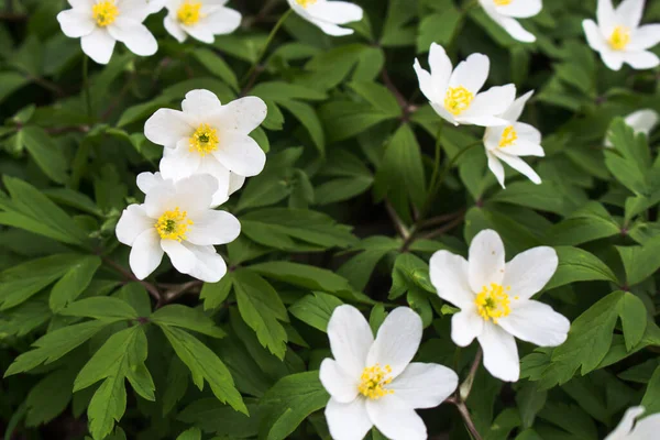 Ormanda beyaz bahar çiçekleri