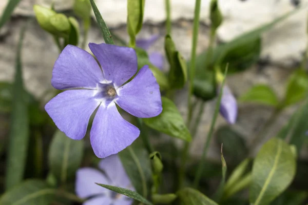 Flor Periwinkle Nosso Jardim — Fotografia de Stock