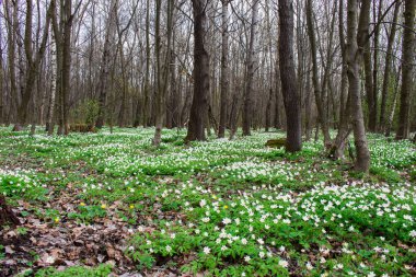 Ön taraftaki ilk bahar çiçekleri