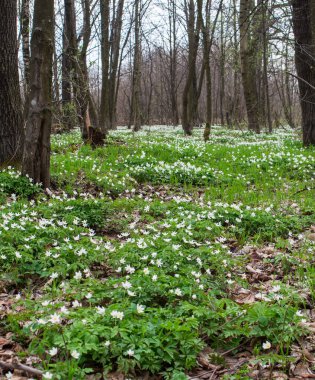 Ön taraftaki ilk bahar çiçekleri