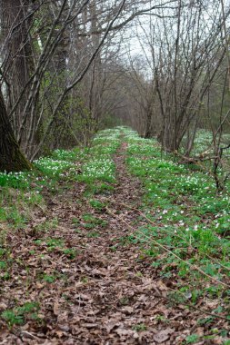 Terk edilmiş bir orman yolunda ilk bahar şakayıkları