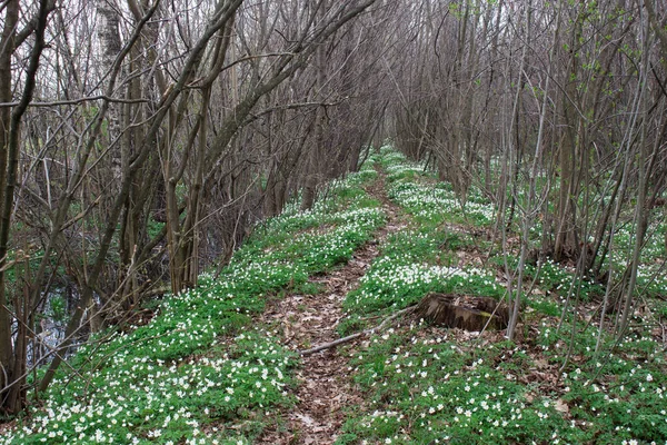 Primeiras Flores Primavera Anêmonas Uma Estrada Florestal Abandonada — Fotografia de Stock