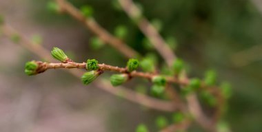 # Yeşil tarla kuşu filizlenir #