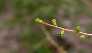 # Yeşil tarla kuşu filizlenir #