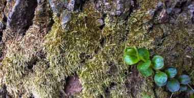 Oak Bar 'da sürünen bitki