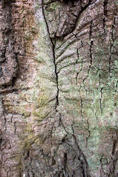 Tekstur Kulit Pohon Oak Lama — Stok Foto